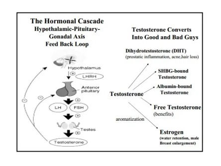 hormonecascadeandmetabolites (1).webp