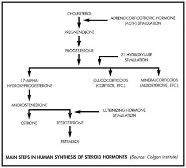 cholesterol-to-hormones.jpg