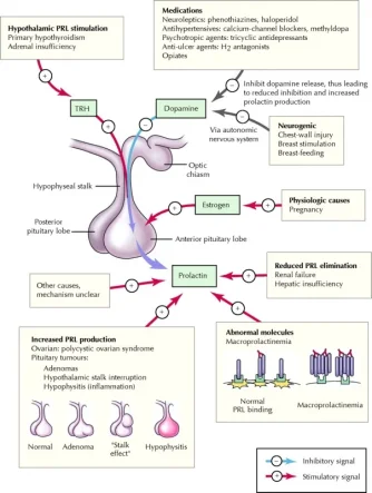 prolactin.jpg