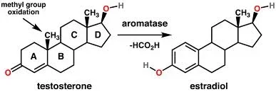 estradiol.webp