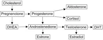 estradiol.webp