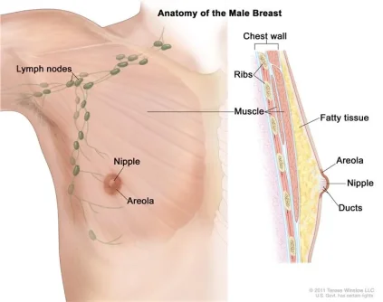 male breast.webp