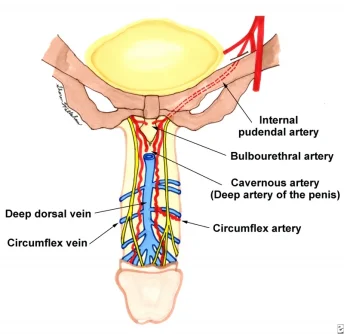 prudental artery.jpg