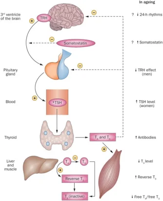 thryoid axis.webp