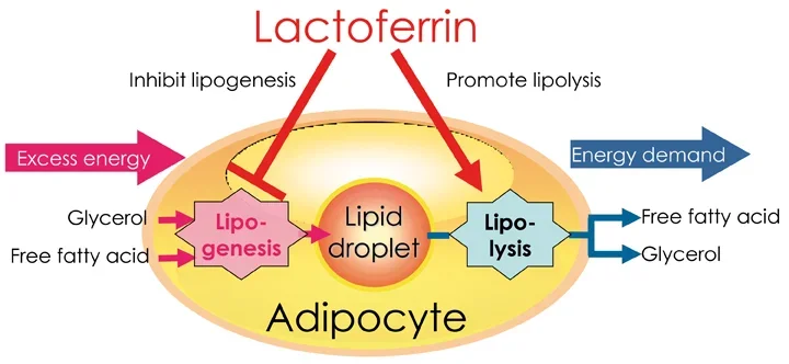 lactoferrin.webp