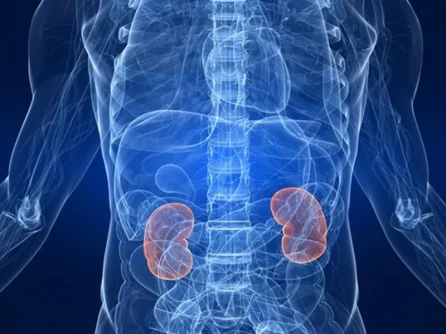 Kidneys.webp