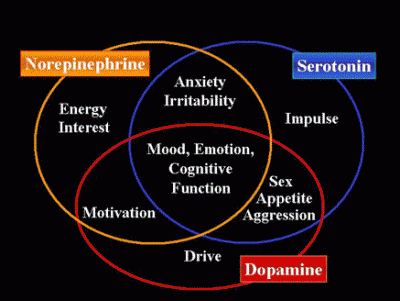 neurotransmitters.gif