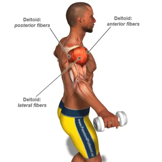 Shoulder-Exercises_l.webp