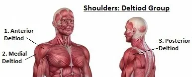 shouldersdelts1.webp