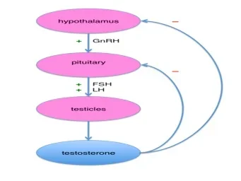 figure1hpga.webp