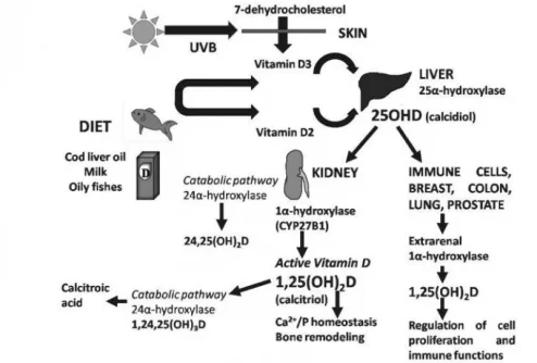 vitamin d.webp