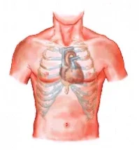 hearttorso.webp