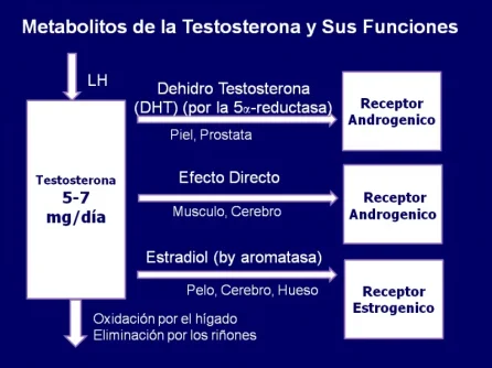 fig2efectos.webp