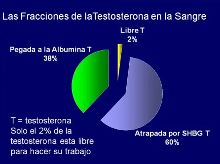 fig3fraccionesdelatestosterona.webp