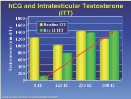 hcg-testicularT.jpg