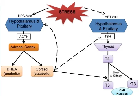 adrenal thyroid axis.webp