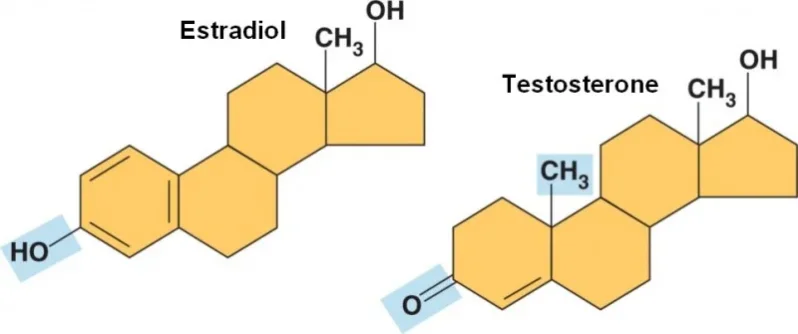 estradiol testosterone molecules.webp