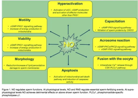 nitrix oxide sperm.webp