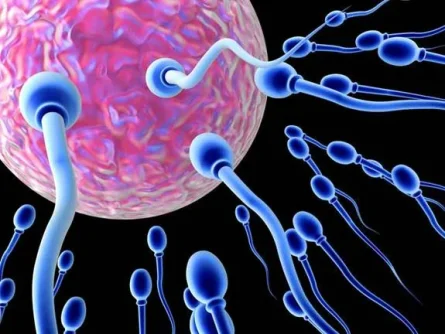 sperm quality.webp