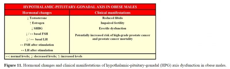 obese men hormones.webp