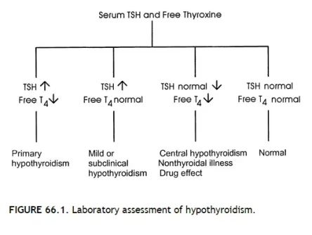 thyroid tests.webp