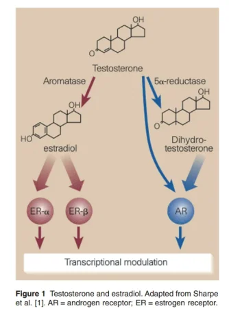 estrogen dht.webp