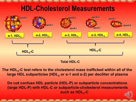 HDL particles.webp