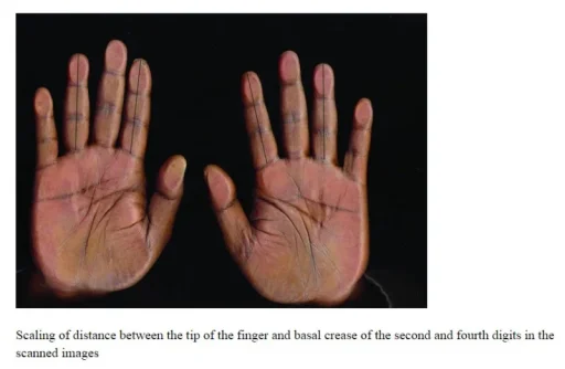 2 d 4 d finger ratio.webp