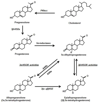 pregnenolone progesterone.webp