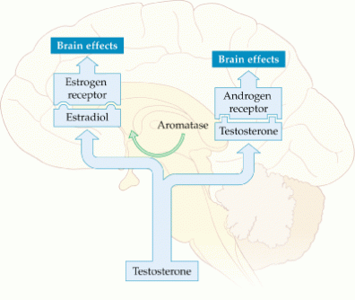 estradiol brain effects.gif