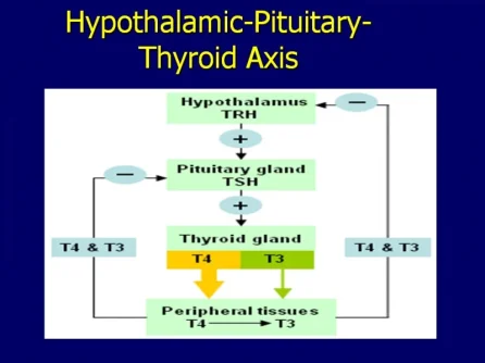 thyroid hormone axis.webp