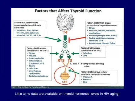 factors that affect thyroid.webp