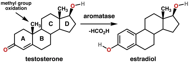 estradiol in men.webp