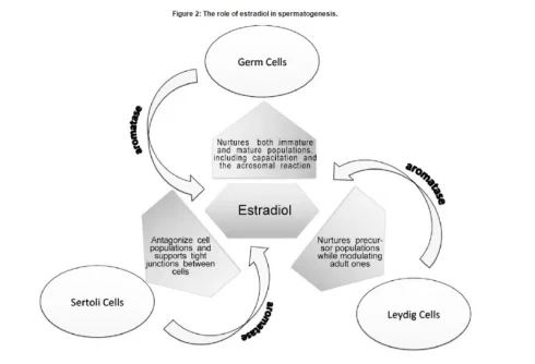 estradiol role in spermatogenesis sperm.webp