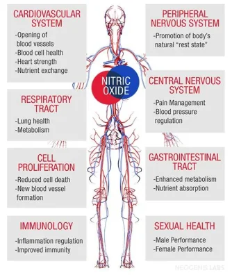 nitric oxide excelmale.webp