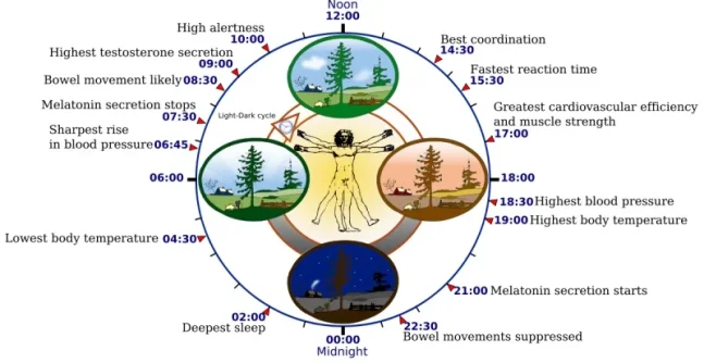 circadian.webp