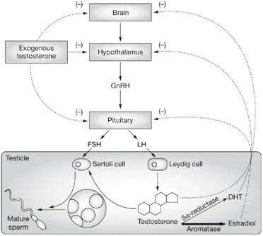 HPTAdetailed.webp