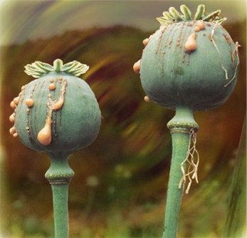 Papaver somniferum latex.jpg