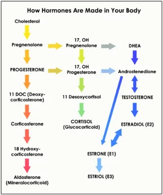 hormones.webp