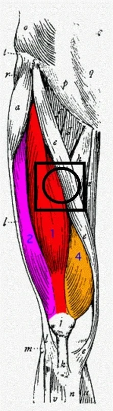 LeftLegRightHandProp.webp