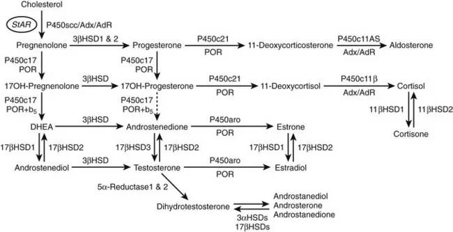 StAR enzyme.webp