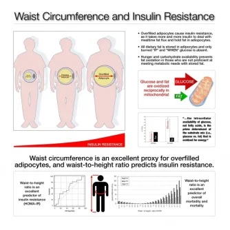 Fat cells insulin.webp