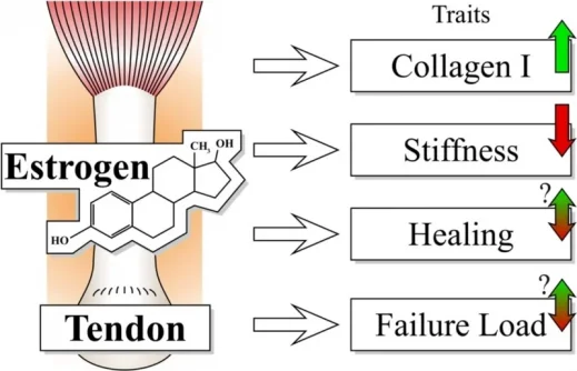 estradiol estrogen joint ligaments.jpg