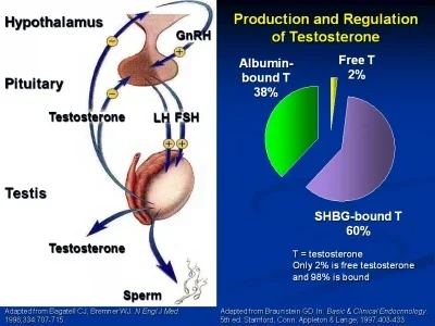 Free Testosterone SHBG.webp