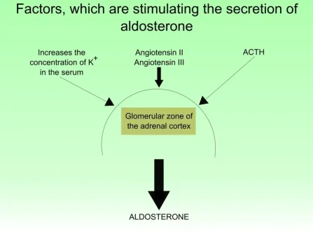 acth aldosterone.jpg