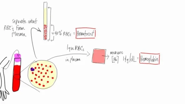 hematocrit and hemoglobin.webp