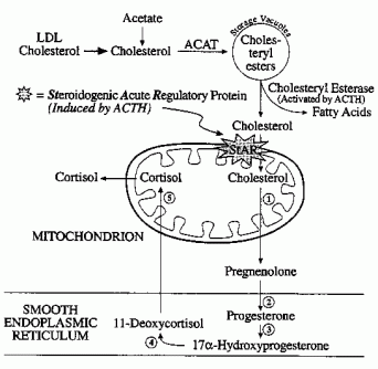 STAR pregnenolone ACTH.gif