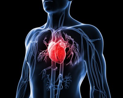 Anabolic Steroids and The Heart | Excel Male TRT Forum